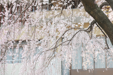 普門寺のしだれ桜